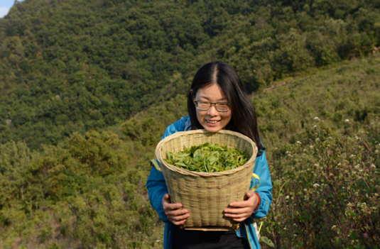 张倩倩 | 摆尾箐是我的茶之初恋