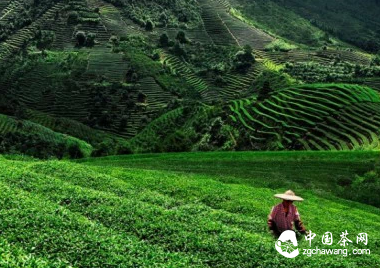 三明茶史探秘：千年飘香，三明茶魂