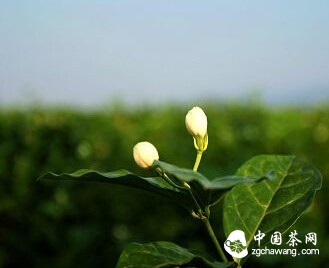 几片茉莉酝酿一盏茶的慈悲