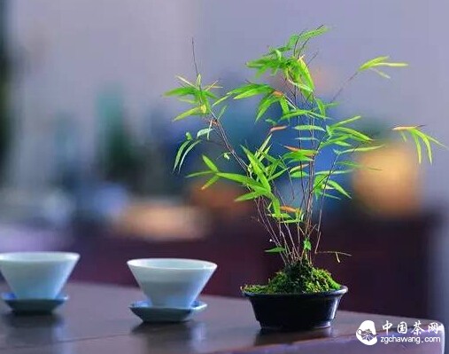 如果胃不好，请多喝这两种茶！