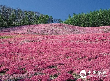 伊斯兰风情的茶道