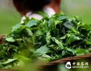 杂说茶人和茶史