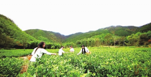 让我们不负四月好春光　湘南春山问茶去