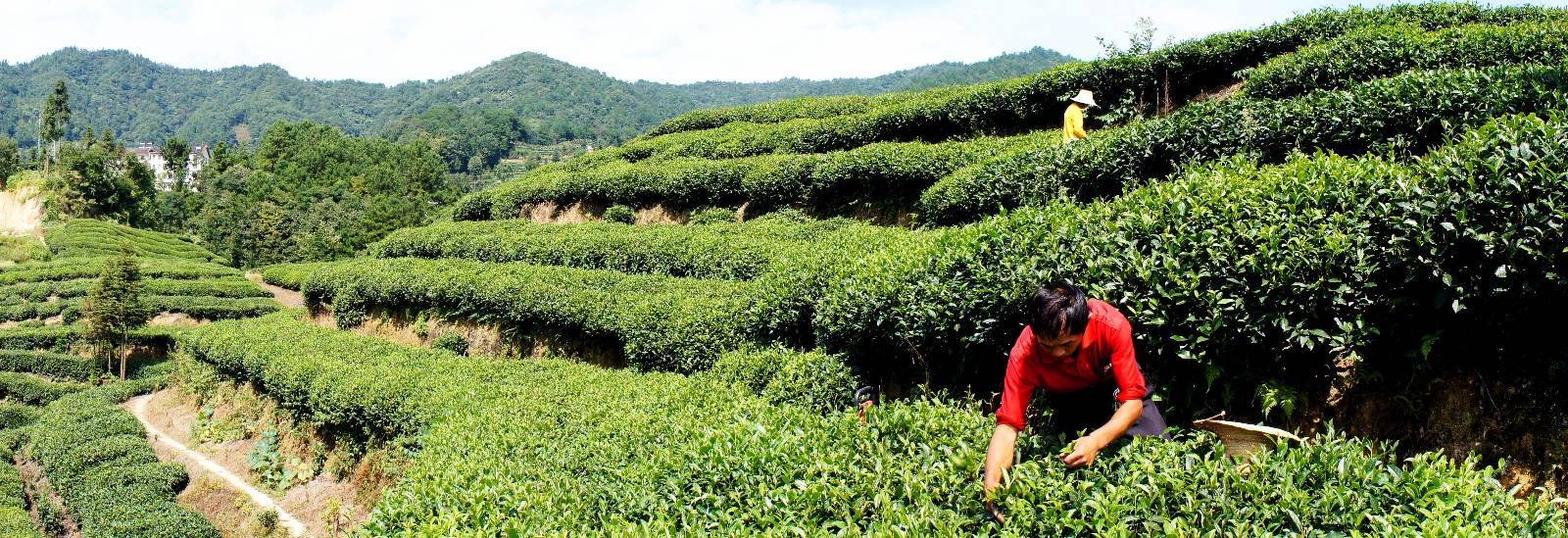 魅力茶乡！湖北宜昌夷陵区邓村获“世界茶旅小镇”