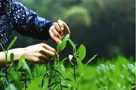 明前茶、谷雨茶，您爱喝哪款？