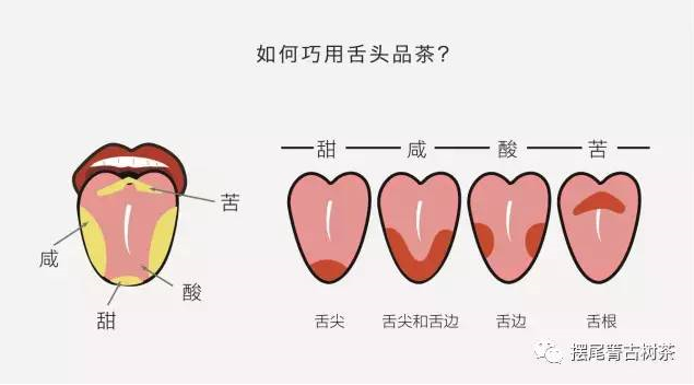 古树普洱的“体感”：始于鼻尖，汇于丹田