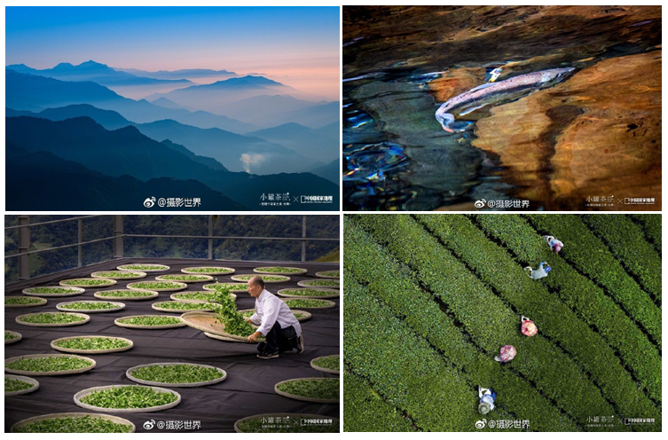 小罐茶&《中国国家地理》联名限量款上市，带你品味台湾茶之美