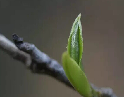 茶要常喝，人要久处