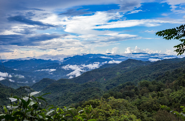 茶山,云南