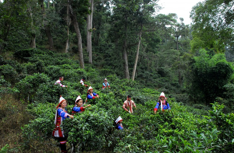 华巨臣向全球茶人发出邀请 | 茶之国勐腊，我们来了！