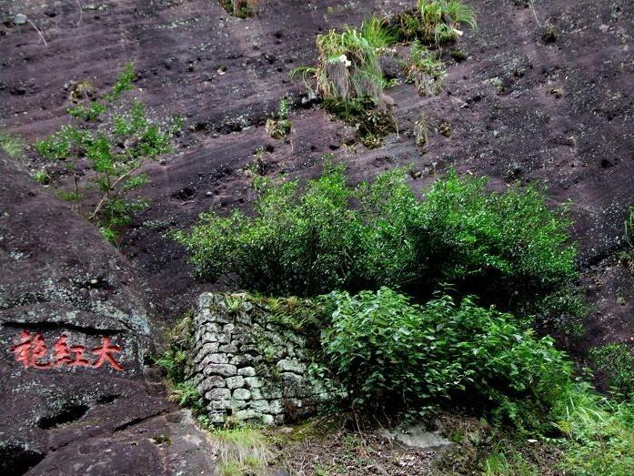 武夷茶山土壤和水分