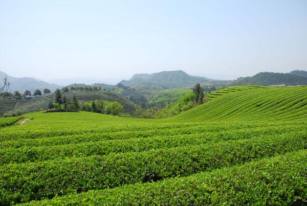 秋茶与春茶有什么区别？