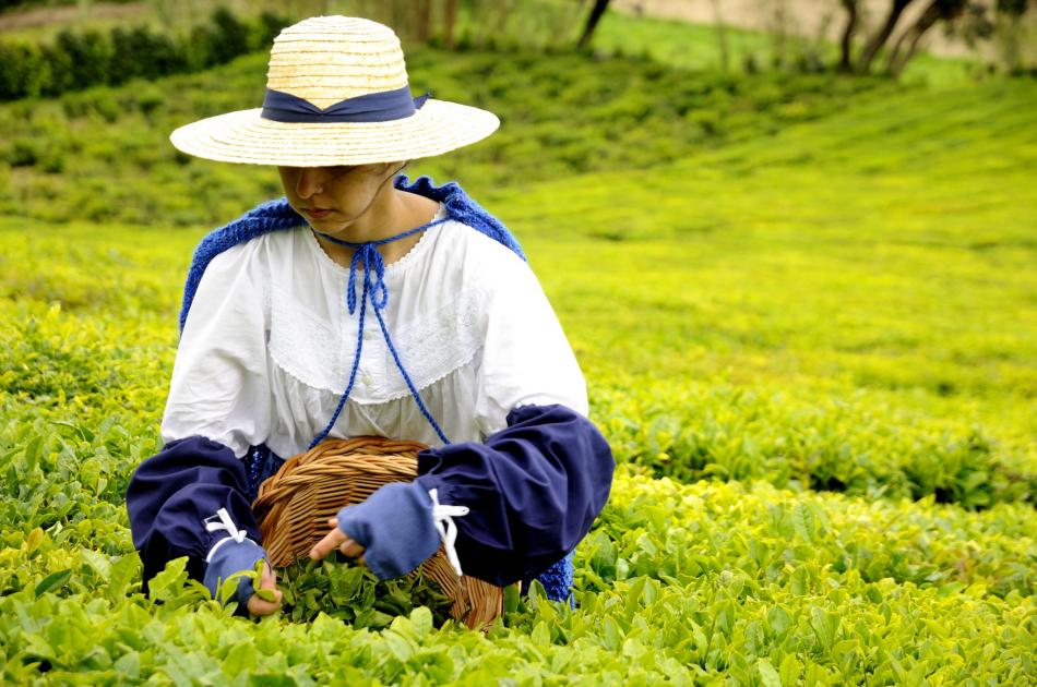 按茶的加工工艺分类有那几种？