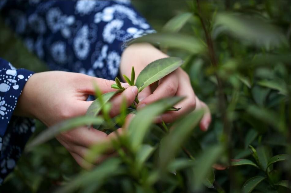 茶叶物质成分 嘌吟碱类物质