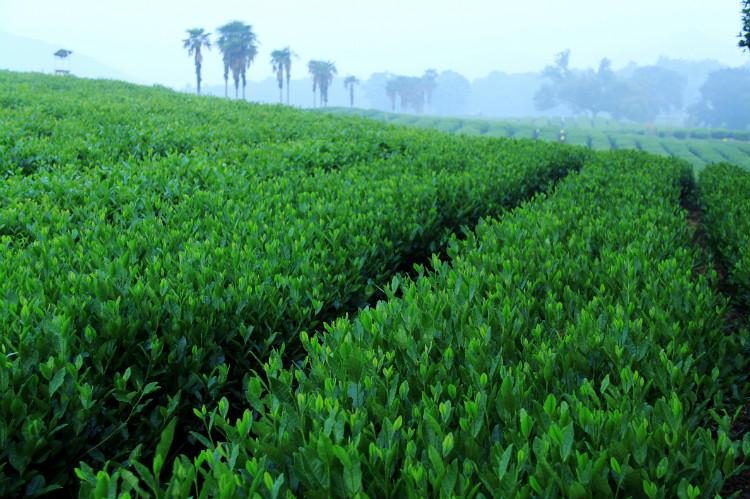 中国十大名茶有哪些