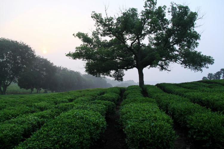 常见绿茶品种及原产地