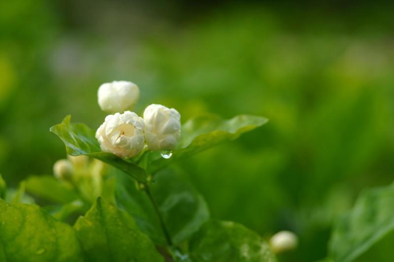 茉莉花医药功效