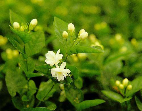 茉莉花茶适合春天喝吗？