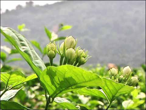 福州的茉莉花茶比其他地方的好在哪里？