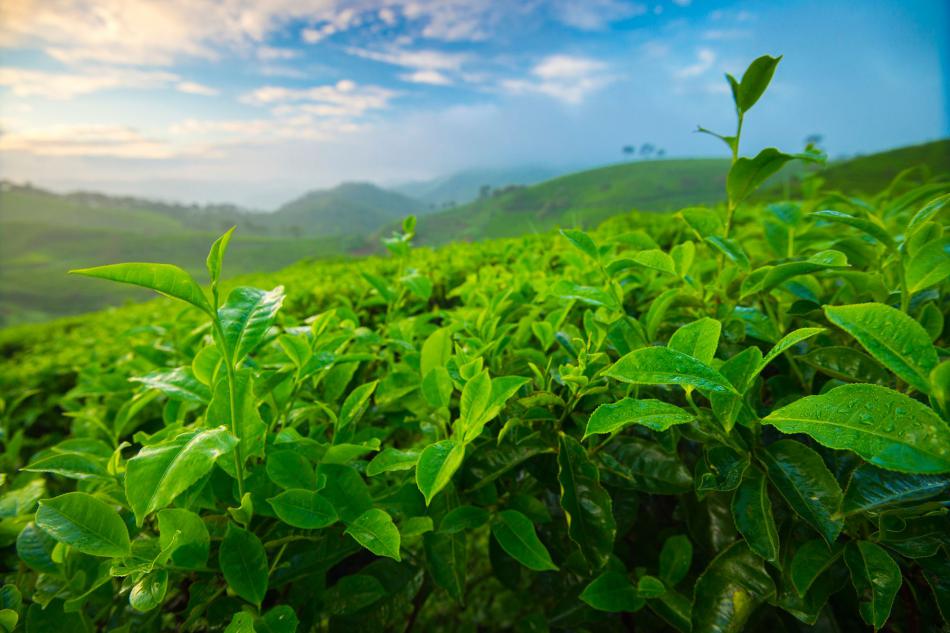 从茶树的起源和自然分布