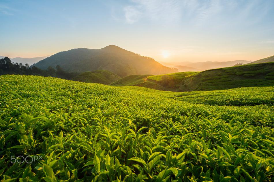 茶的健康元素