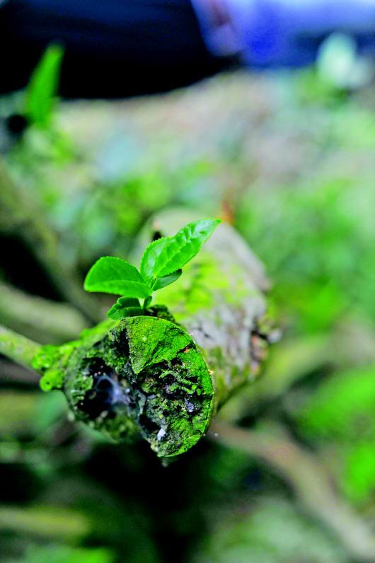 不能从叶子大小分别普洱茶的树龄