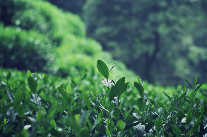 西湖龙井的产地和特点是什么