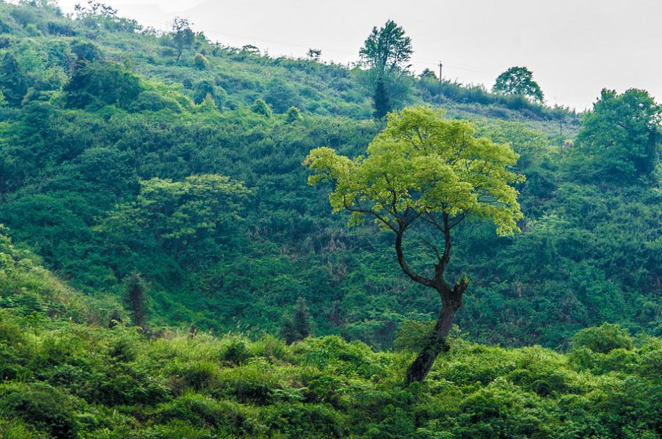 高山茶和平地茶鉴别