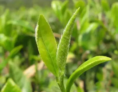 茶含有多少种物质成分