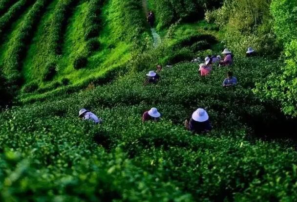 夏秋茶农残严重