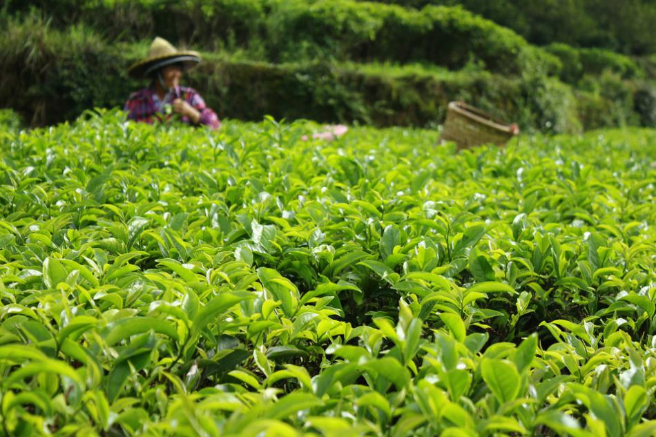 茶树的生命周期