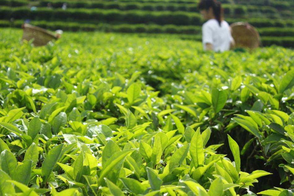 有机茶和无公害茶的关系