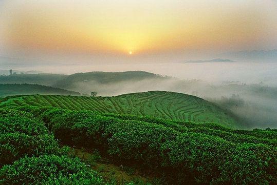 绿茶中最有名的茶有哪些