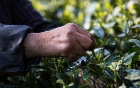 华南茶区种茶气候土壤气温介绍