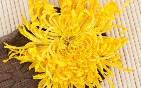 菊花的生长环境介绍