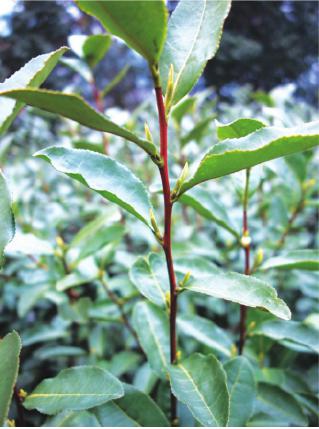 茶树良种无性系茶树乌牛良种