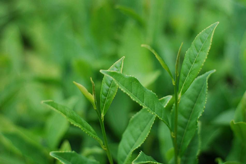 茶树栽培技术幼龄茶园