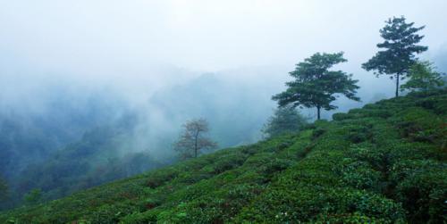 如何正确的选择高山茶？