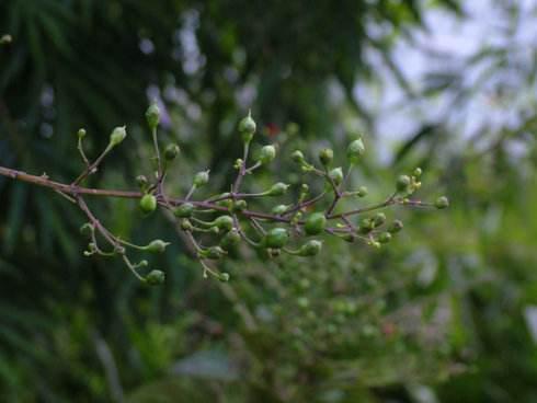 玄参麦地茶