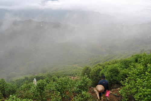 高山茶与平地茶的区别