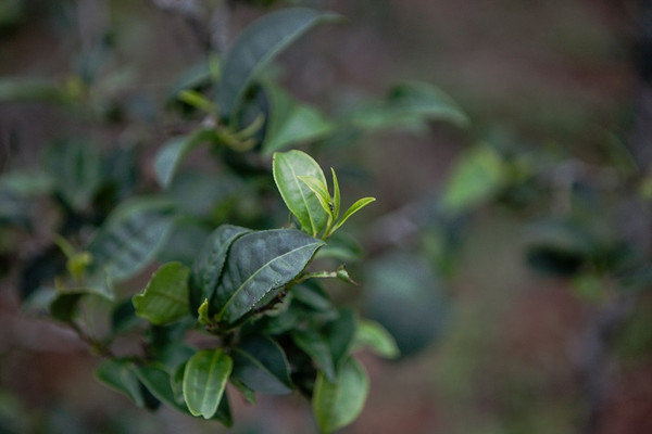 茶山宫斗剧：盘点5年来卖出天价的茶王/茶后/茶太上皇！