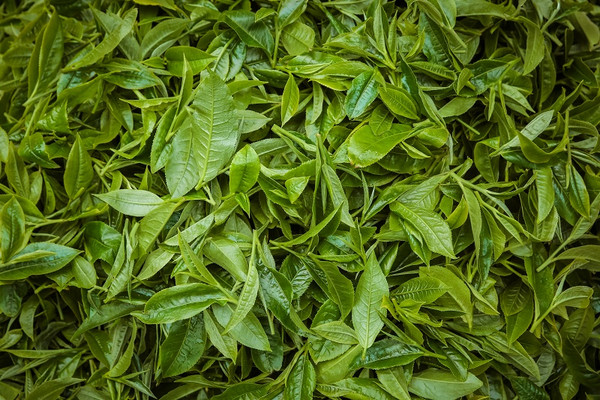 茶山宫斗剧：盘点5年来卖出天价的茶王/茶后/茶太上皇！