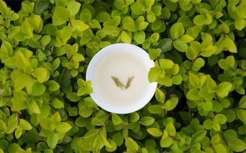 绿茶的种类、知名绿茶以及存储禁忌