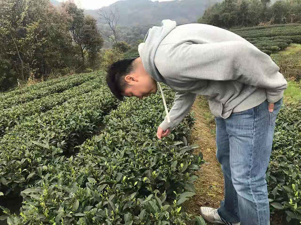 80后投资人创业做福政号白茶，福鼎白茶新势力