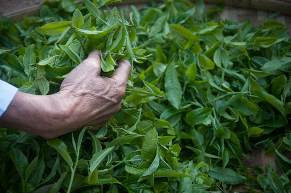 什么是普洱山头茶？3分钟带你一次性理清普洱山头茶分布！