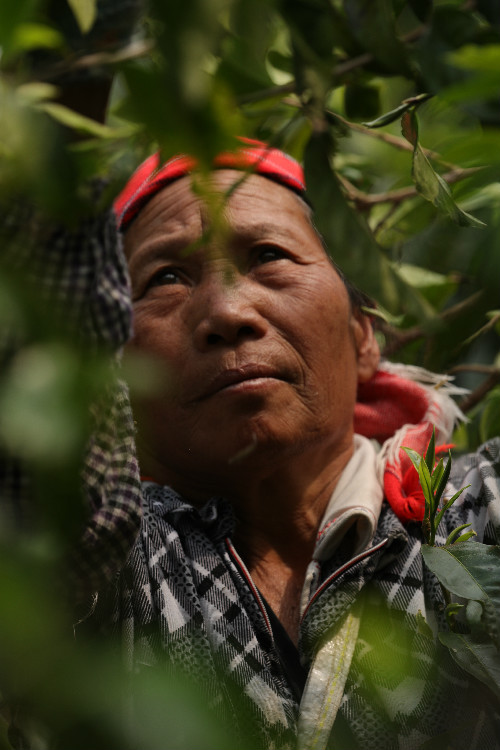 采摘茶叶