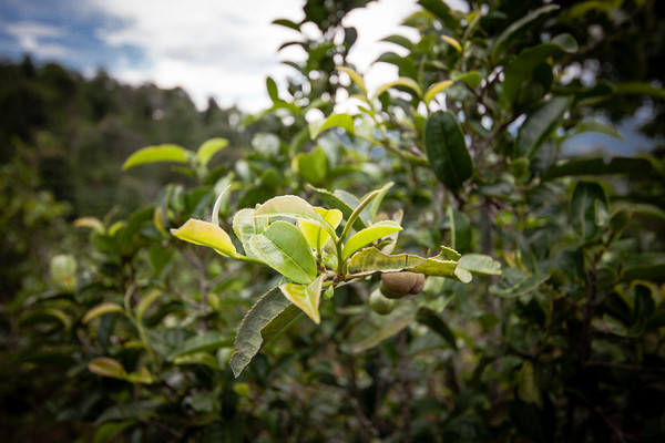 茶树