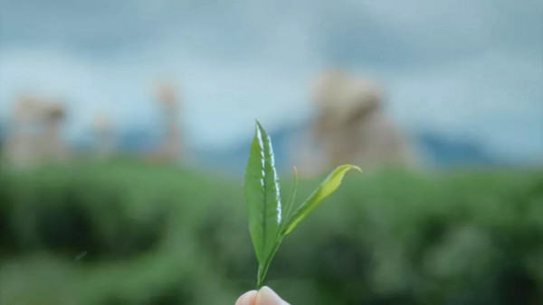 中国名茶之乡广告语征集，一句话5000！