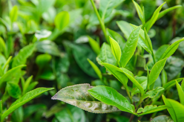 中药润肺止咳茶推荐