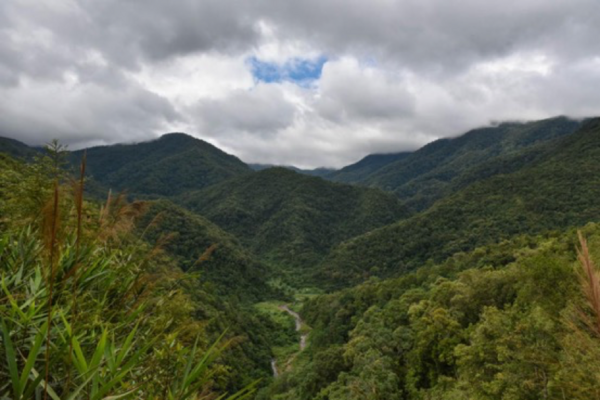 改良有机茶 推动两岸经济交流